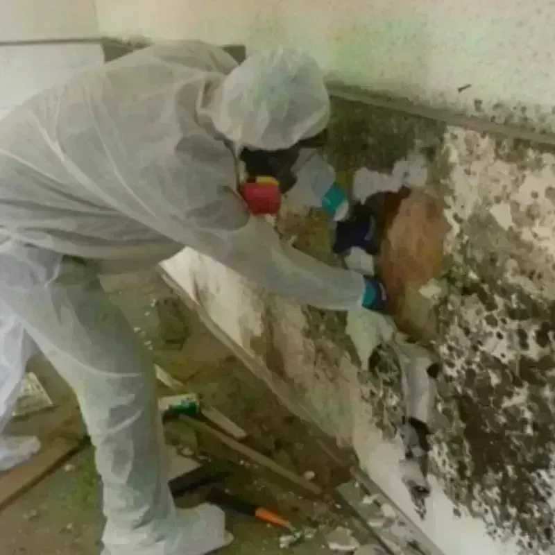 Mold Remediation and Removal in Fort Mill, SC